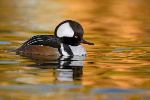 Hooded Merganser (Lophodytes cucullatus) male, Arizona, USA