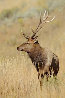 Wapiti (Cervus canadensis, Cervus elaphus canadensis), male, Yellowstone National Park, Wyoming,