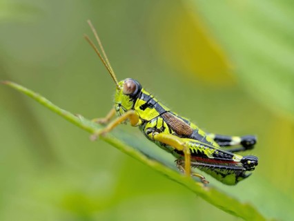 Green mountain grasshopper (Miramella alpina), Grasshopper, Green Mountain Grasshopper,