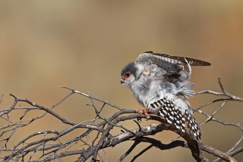 Pygmy Falcon (Polihierax semitorquatus) female, Northern Cape, South Africa