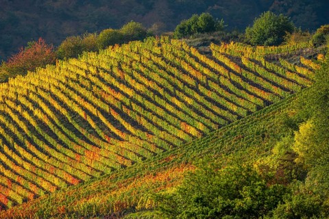 Vineyards in autumn in the central Ahr valley, near Mayschoß, Rhineland-Palatinate