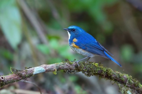 Himalayan Bluetail (Tarsiger rufilatus) male, Thailand