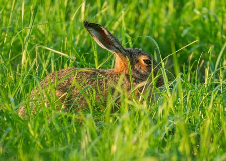 European hare (Lepus europaeus) sitting in a green meadow, wildlife, Lower Saxony, Germany