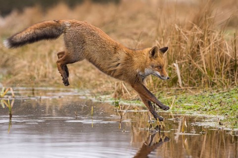Red Fox (Vulpes vulpes) jumping and hunting in pond, Netherlands