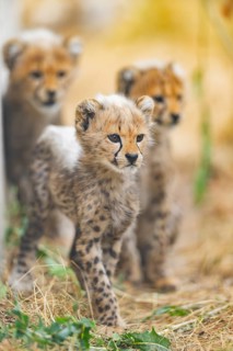 Cheetah (Acinonyx jubatus) youngster standing on a meadow, captive, occurrence Africa