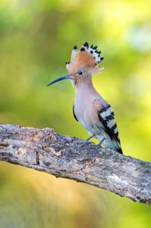 Eurasian Hoopoe (Upupa epops) male, Tuscany, Italy