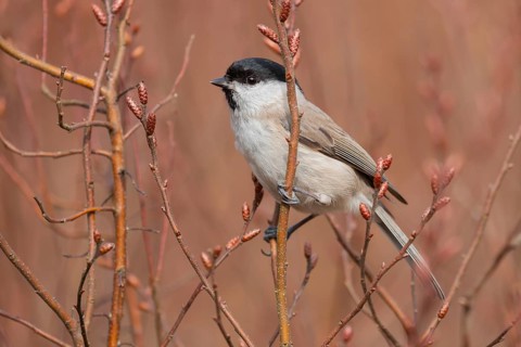 Marsh Tit (Poecile palustris) perched on a branch, Lower Saxony, Germany