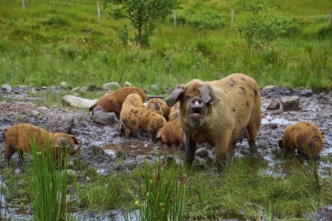 A sow watches her piglets playing in the mud in a meadow, pig breed, Oxford Sandy and Black,