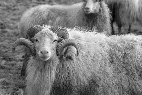Sheep, male horned Moorschnucke (Ovis aries), black and white, Rehna, Mecklenburg-Vorpommern,