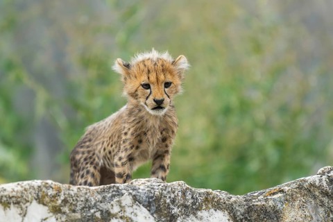 Cheetah (Acinonyx jubatus) youngster standing on a rock, captive, occurrence Africa