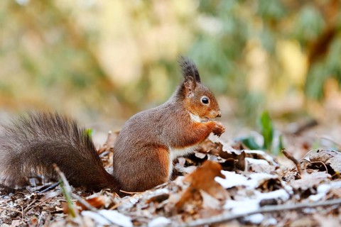 Eurasian squirrel (Sciurus vulgaris) sitting feeding on a pile of leaves with hoarfrost, North