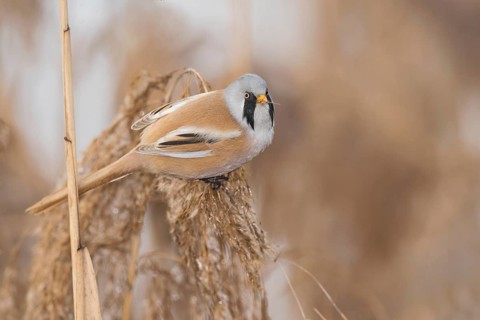 Bearded Reedling (Panurus biarmicus) male perched on reed, Piedmont, Italy
