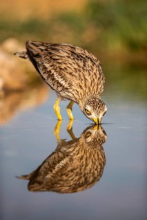 Eurasian Stone-curlew (Burhinus oedicnemus) drinking, Castile-La Mancha, Spain