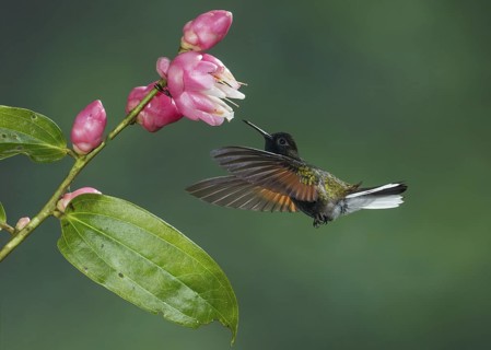 Black-bellied Hummingbird (Eupherusa nigriventris), Costa Rica