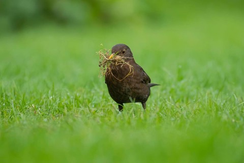 European blackbird (Turdus merula) adult female bird collecting nesting material from a garden