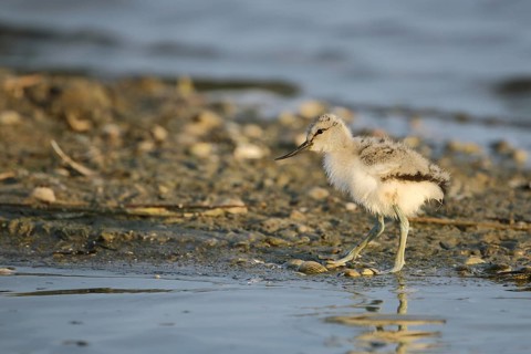 Juvenile avocet (Recurvirostra avosetta) on the shore, juvenile, De Staart, Texel, North Holland,