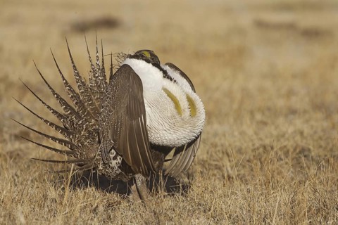 Sage Grouse (Centrocercus urophasianus) male mating, California, USA