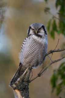 Northern Hawk-Owl (Surnia ulula), Saxony, Germany