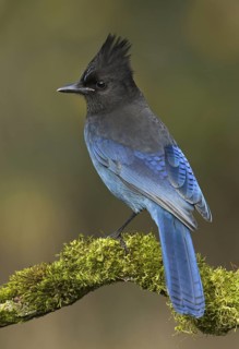 Steller's Jay (Cyanocitta stelleri), British Columbia, Canada