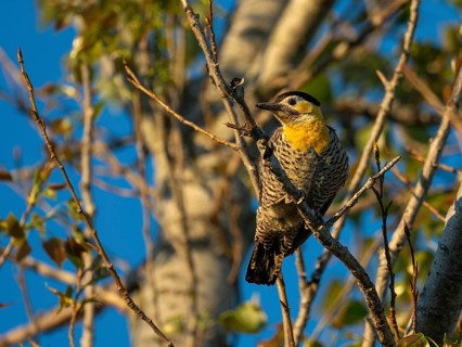 Woodpecker (Colaptes campestris) on a tree, Entre Rios, Argentina