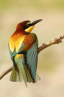 European Bee-eater (Merops apiaster), Piedmont, Italy