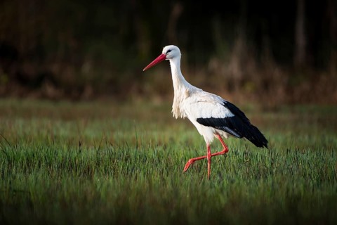 White stork (Ciconia ciconia) wading through a swamp in search of food, Zurich, Switzerland