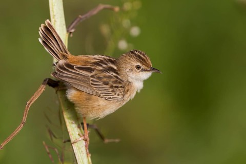 Zitting Cisticola - Zistensänger - Cisticola juncidis ssp. cisticola, Morocco