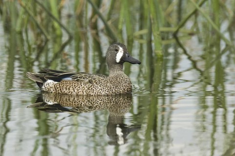 Blue-winged Teal (Spatula discors) male, Florida, USA