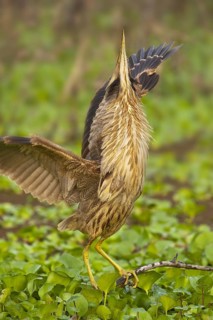 American Bittern (Botaurus lentiginosus), Texas, USA