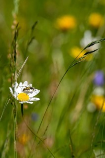Flowering daisy (Leucanthemum) with longhorn beetle, spotted longhorn beetle (Rutpela maculata) in