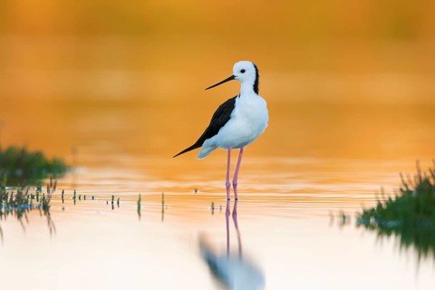 White-headed Stilt (Himantopus leucocephalus), Victoria, Australia