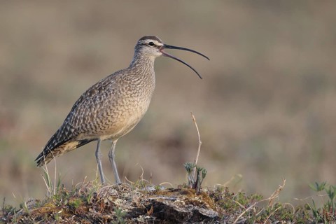 Whimbrel (Numenius phaeopus), Alaska, USA