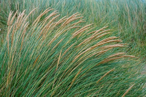 Close-up view of grass paths standing in the wind in a meadow, Clachtoll Beach, Clachtoll, Lairg,