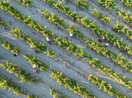 Vintage at the vineyard of the Bodega González Byass near the town of Jerez de la Frontera. Aerial