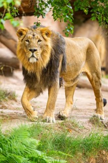 Asiatic lion (Panthera leo persica) male walking around on the ground, captive, Germany
