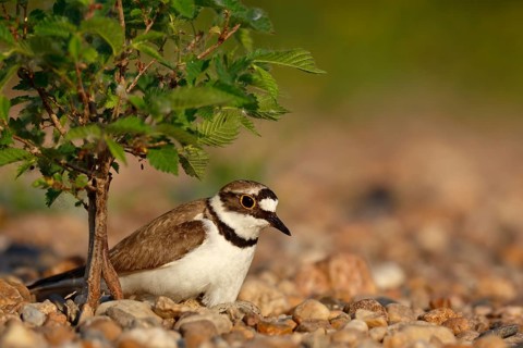 Little Ringed Plover (Charadrius dubius) on nest, Saxony-Anhalt, Germany