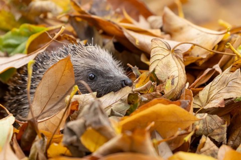 European hedgehog (Erinaceus europaeus) adult animal emerging from a pile of fallen autumn leaves