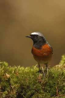 Common Redstart (Phoenicurus phoenicurus) male, Netherlands