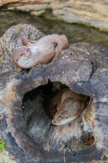 One Eurasian otter (Lutra lutra) resting resting in a hollow log, a second one resting on top