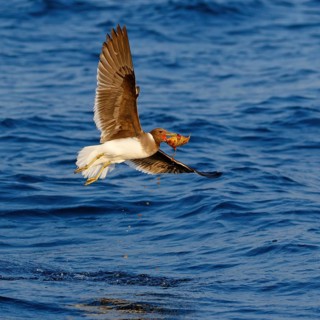 Hemprich's Gull, (Ichthyaetus hemprichii), (Larus hemprichii), Fish Eagle Gull Salalah, Off Mirbat,