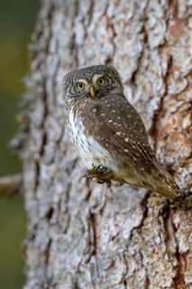 Pygmy Owl (Glaucicium passerinum), sitting on the branch of a tree, Pirchner Ast, Schwaz, Tyrol,
