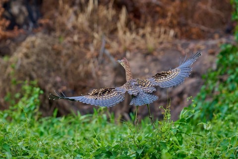 A large bird flies over a green landscape, wings majestically spread, Marbled Heron (Tigrisoma