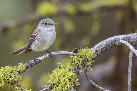 Gray Flycatcher (Empidonax wrightii) perched on a branch in central Washington State, USA