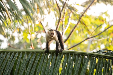 Capuchin monkey walks on a palm tree in the jungle, Osa Peninsula, Puntarenas, Costa Rica