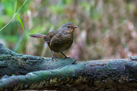 Pilotbird (Pycnoptilus floccosus), Victoria, Australia