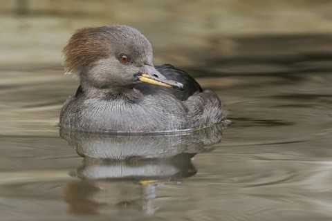 Hooded Merganser (Lophodytes cucullatus) female, Arizona, USA