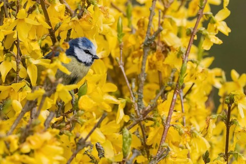 Blue tit (Parus caeruleus) among yellow flowers, forsythia (Regulus ignicapillus), in a spring