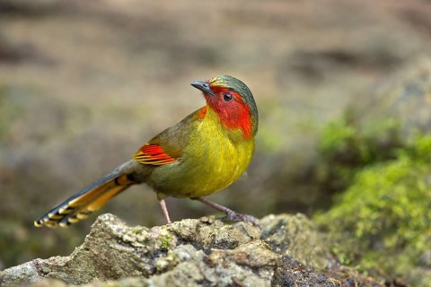 Red-faced Liocichla (Liocichla phoenicea), Yunnan, China