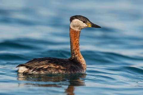 Red-necked Grebe (Podiceps grisegena) Eilat, Israel