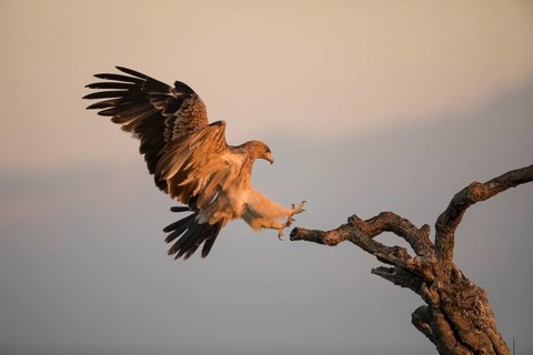 Juvenile Iberian Eagle (Aquila adalberti), Spanish imperial eagle, Extremadura, Castilla La Mancha,
